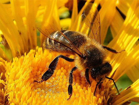 о пчелиной пыльце