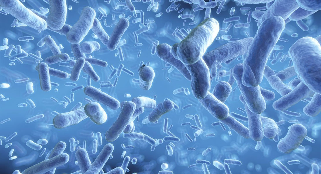 полезные бактерии