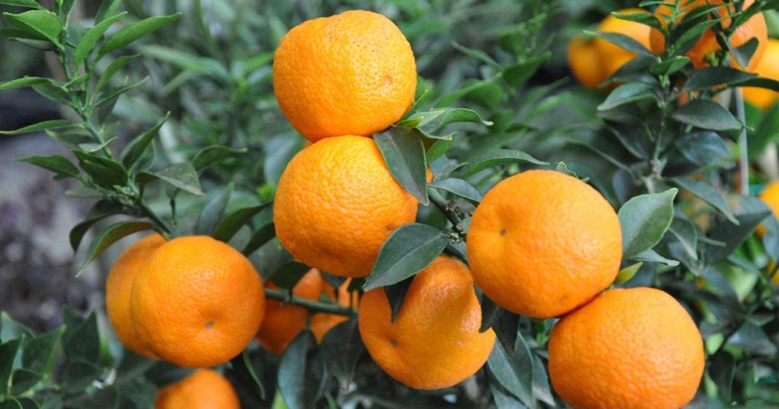 Горький апельсин