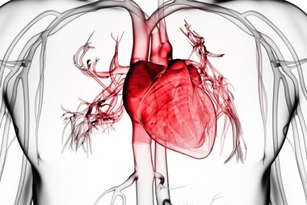 Серцево - судинна система. Картинка 2..